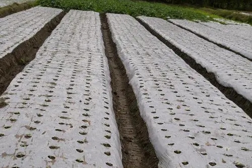地膜覆蓋是把雙刃劍，生物降解地膜能解決污染問題嗎？