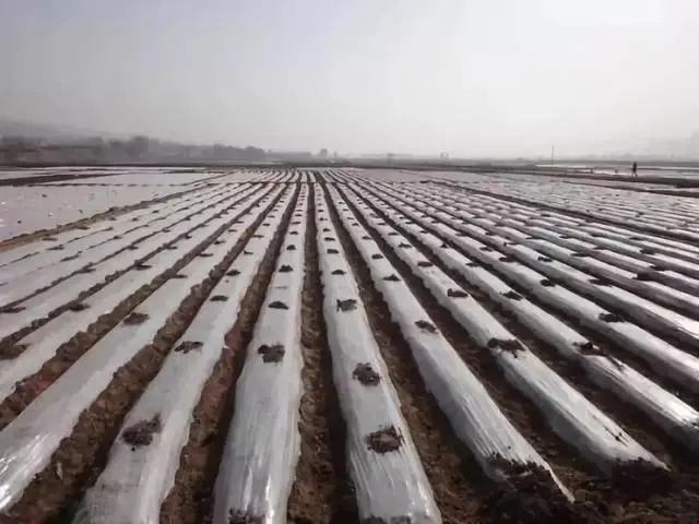 到2026年，全球生物降解地膜市場(chǎng)將達(dá)到8360萬美元，可降解膜袋料的市場(chǎng)真的很大