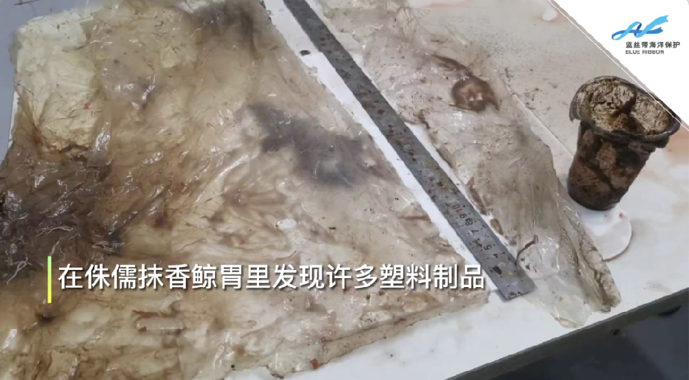 擱淺死亡的鯨：體內(nèi)有大量塑料垃圾，和一頭鯨寶寶