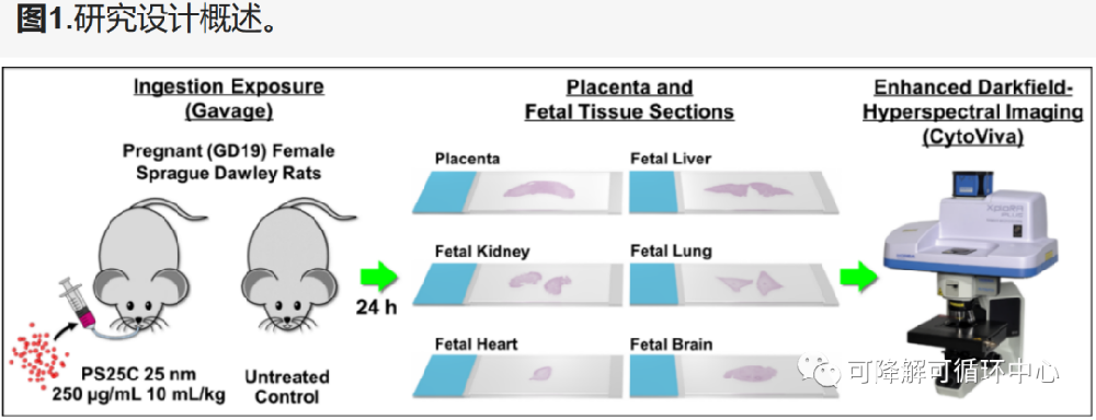 警惕！母親食物中的微小塑料顆粒會影響未出生的孩子