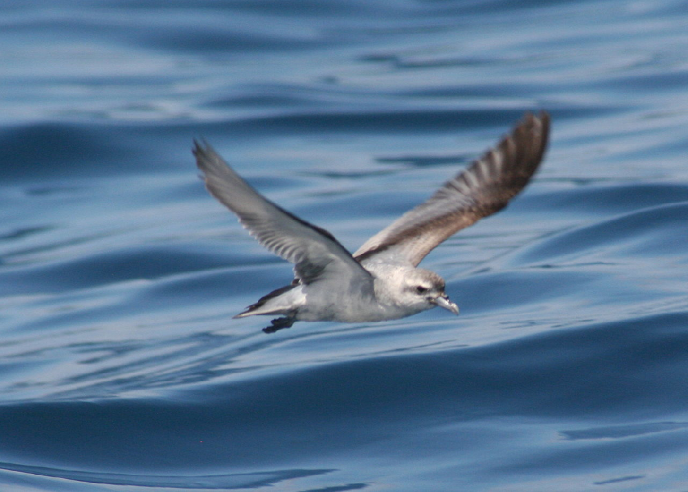 偽裝成海鮮的塑料，海鳥(niǎo)吃塑料已經(jīng)吃出病來(lái)了