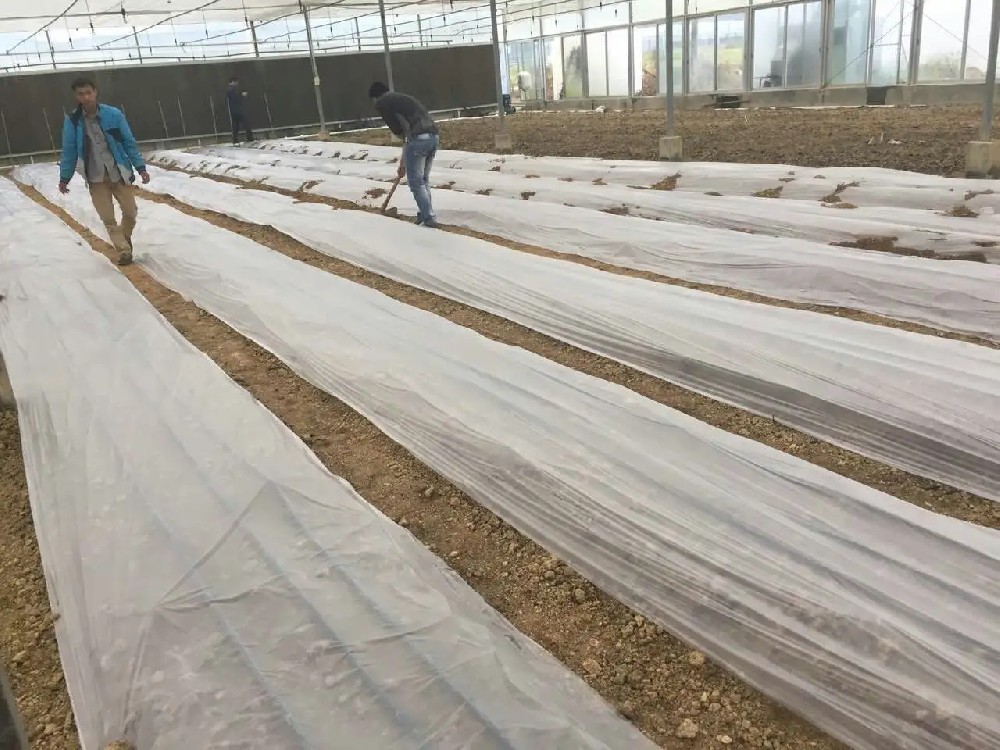 襄陽(yáng)市煙草專賣(mài)局探索應(yīng)用新型生物降解地膜